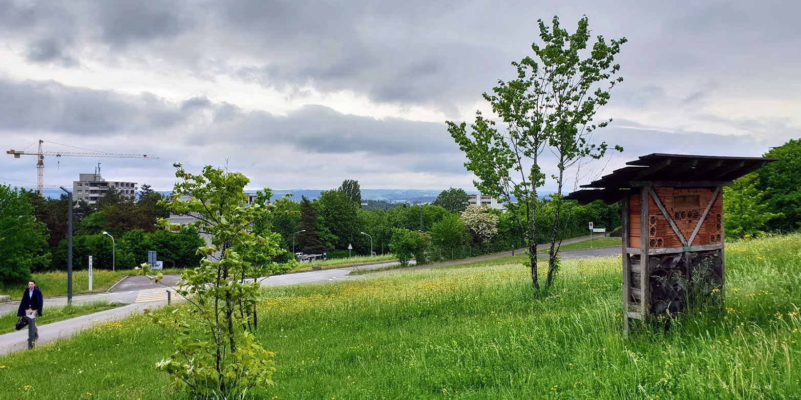 Die ETH Zürich hat seit dem Herbst 2015 zwei Gärten im Zentrum und auf dem Hönggerberg, in denen sich vor allem Wildbienen zu Hause fühlen. (Bild: Florian Meyer)