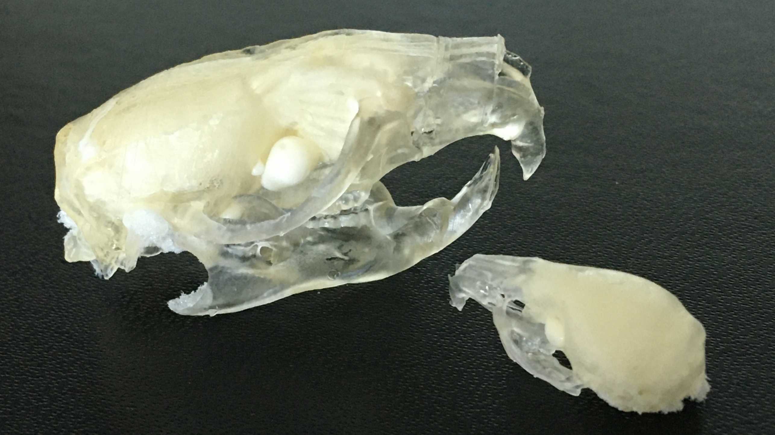 3D printed rat skulls