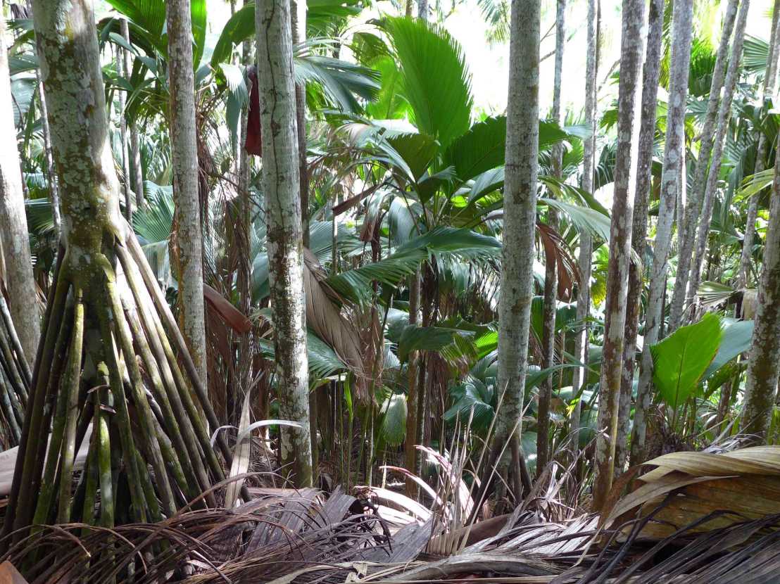 Vergr?sserte Ansicht: Palmenarten auf den Seychellen
