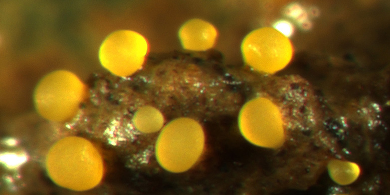 Vergr?sserte Ansicht: Bei Nahrungsknappheit kann M. xanthus gelbe Fruchtkörper bilden. (ETH Zurich / Greg Velicer)