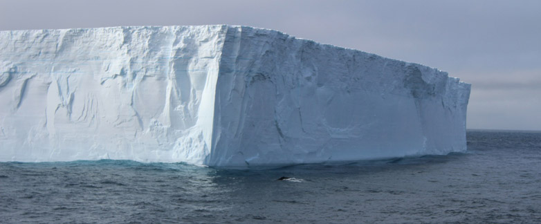 Vergr?sserte Ansicht: Ein Wal (Bildmitte) taucht vor einem Eisberg ab. 