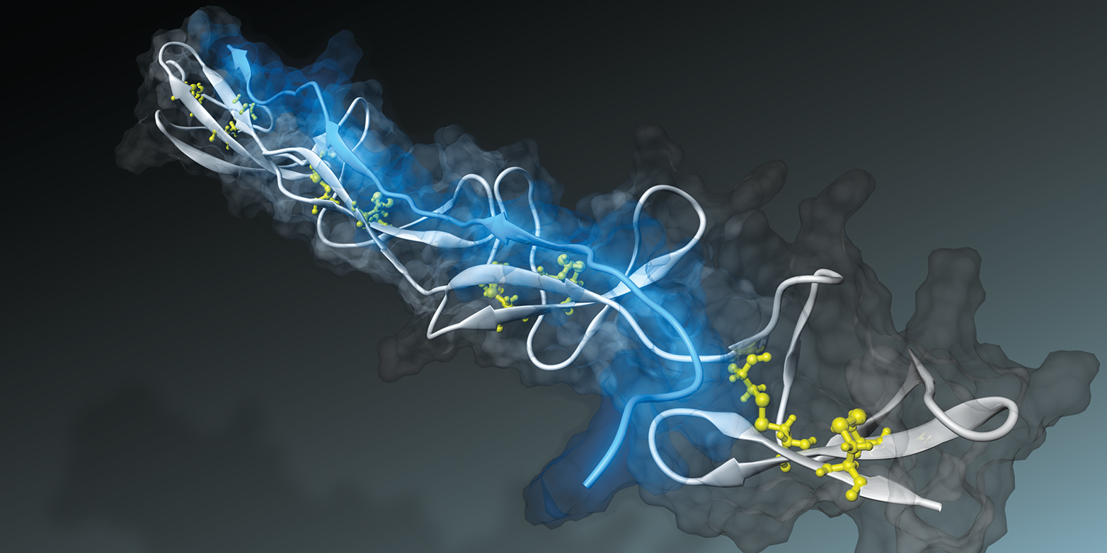 Vergr?sserte Ansicht: Das bakterielle Peptid (blau) lagert sich über mehrere Bindungsstellen hinweg an ein Fibronektin-Molekül (weiss) an. (Bild: Samuel Hertig)
