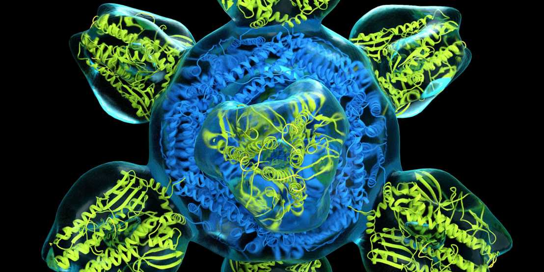 Vergr?sserte Ansicht: Forschung mit potenziell gefährlichen Viren kann einen grossen Nutzen für die Gesellschaft haben – wie zum Beispiel dieser Prototyp eines universellen Grippe-Impfstoffs. Sie birgt aber auch Sicherheitsrisiken. (Bild: NIAID)  
