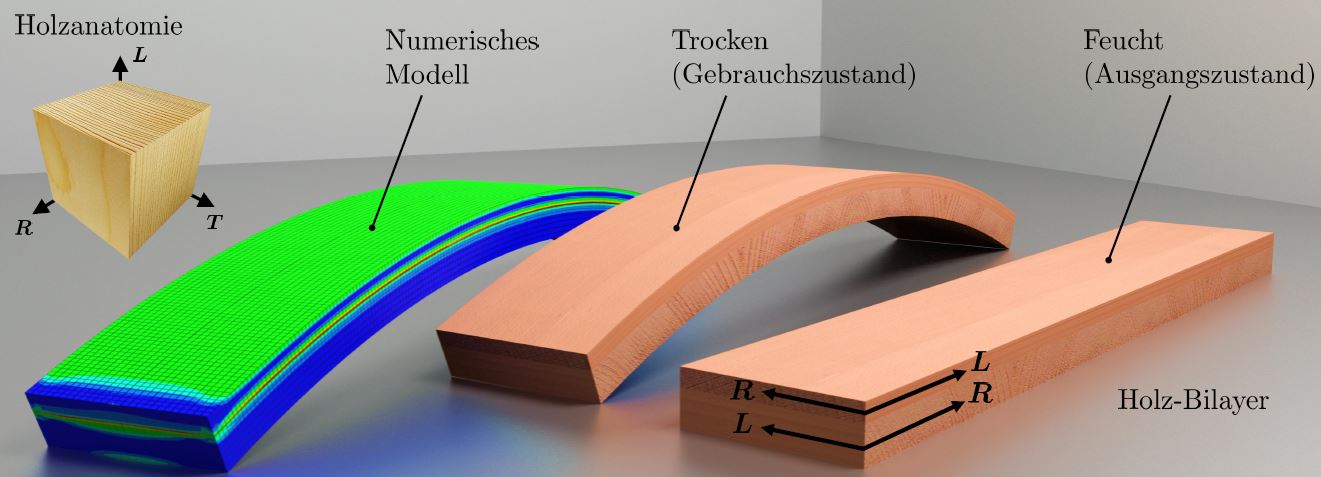Vergr?sserte Ansicht: Die Grafik zeigt die Verformung eines Holz-Bilayers während der Trocknung.