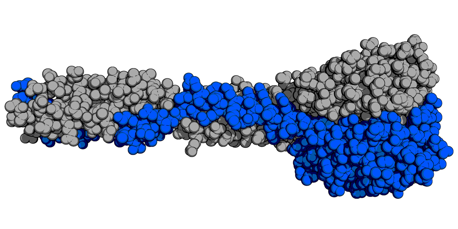 Vergr?sserte Ansicht: So sieht das natürliche Rezeptorbindeprotein der PSA-Phage aus. (Illustration: M. Dunne/ETH Zürich)