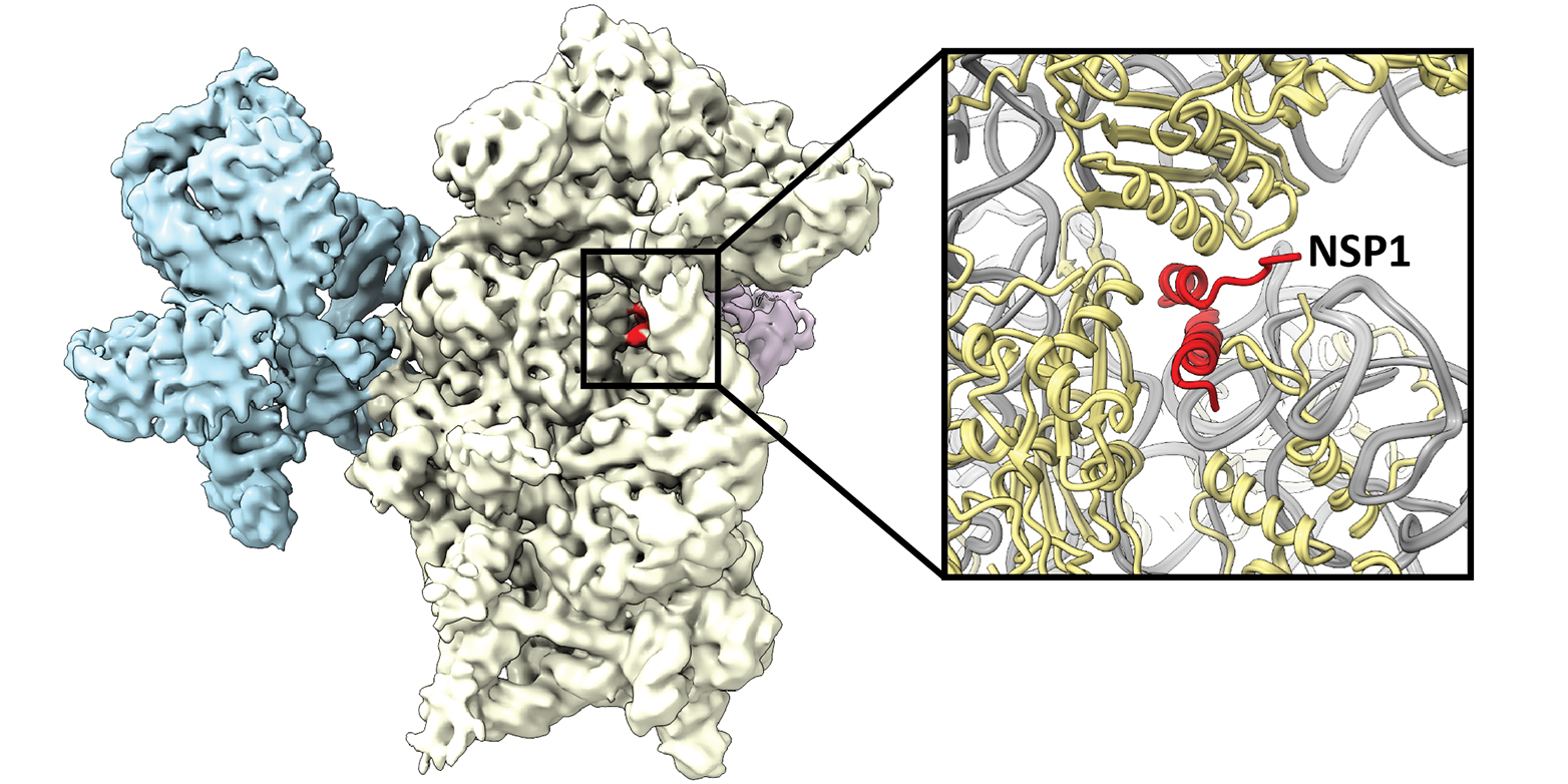 Das Virusprotein NSP1 (rot) lagert sich an das Ribosom (weiss und blau) an und hemmt dadurch die Produktion von Proteinen der menschlichen Zelle. (Bild: ETH Zürich / Nenad Ban )