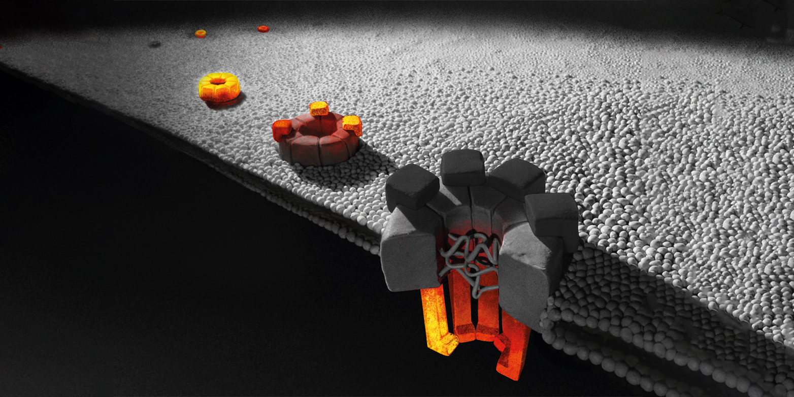 Die teilweise in Entstehung begriffenen Kernporenkomplexe (orange Strukturen) gehören zu den grössten Proteinkomplexen einer Zelle. (Grafik: Olga V Posukh,&nbsp;Institute of Molecular and Cellular Biology, Novosibirsk)