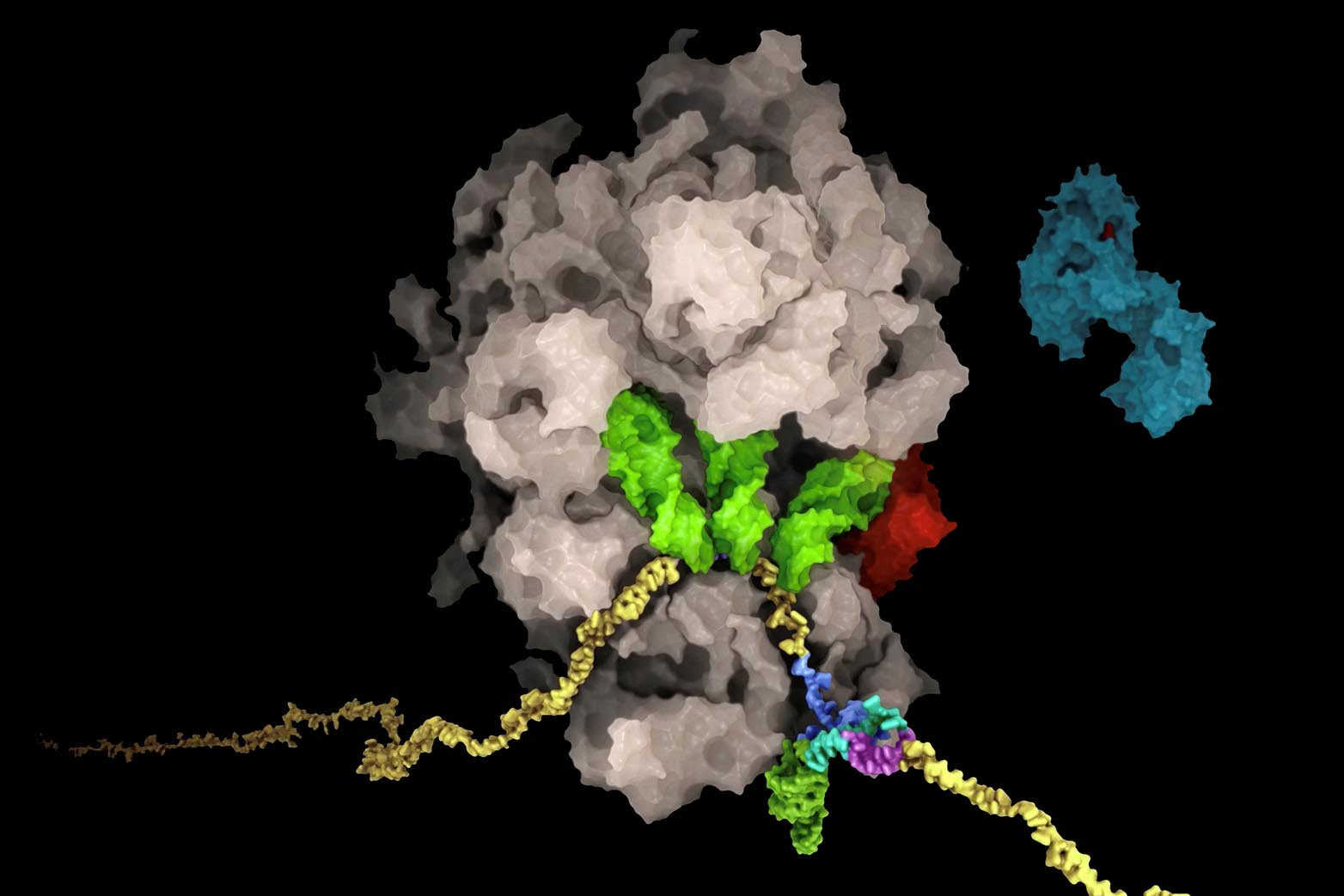 Die RNA (gelb) des SARS-CoV-2-Virus bildet eine knotige Struktur (mehrfarbig, unten rechts), die zu einer Verschiebung des Leserasters des Ribosoms (braun) führt. Auf diese Weise steuert die virale RNA die Produktionsmengen der viralen Proteine. Weitere Informationen sind im oben verlinkten Video enthalten. &nbsp; (Grafik:&nbsp; Said Sannuga, Cellscape.co.uk / ETH Zürich, The Ban Lab)