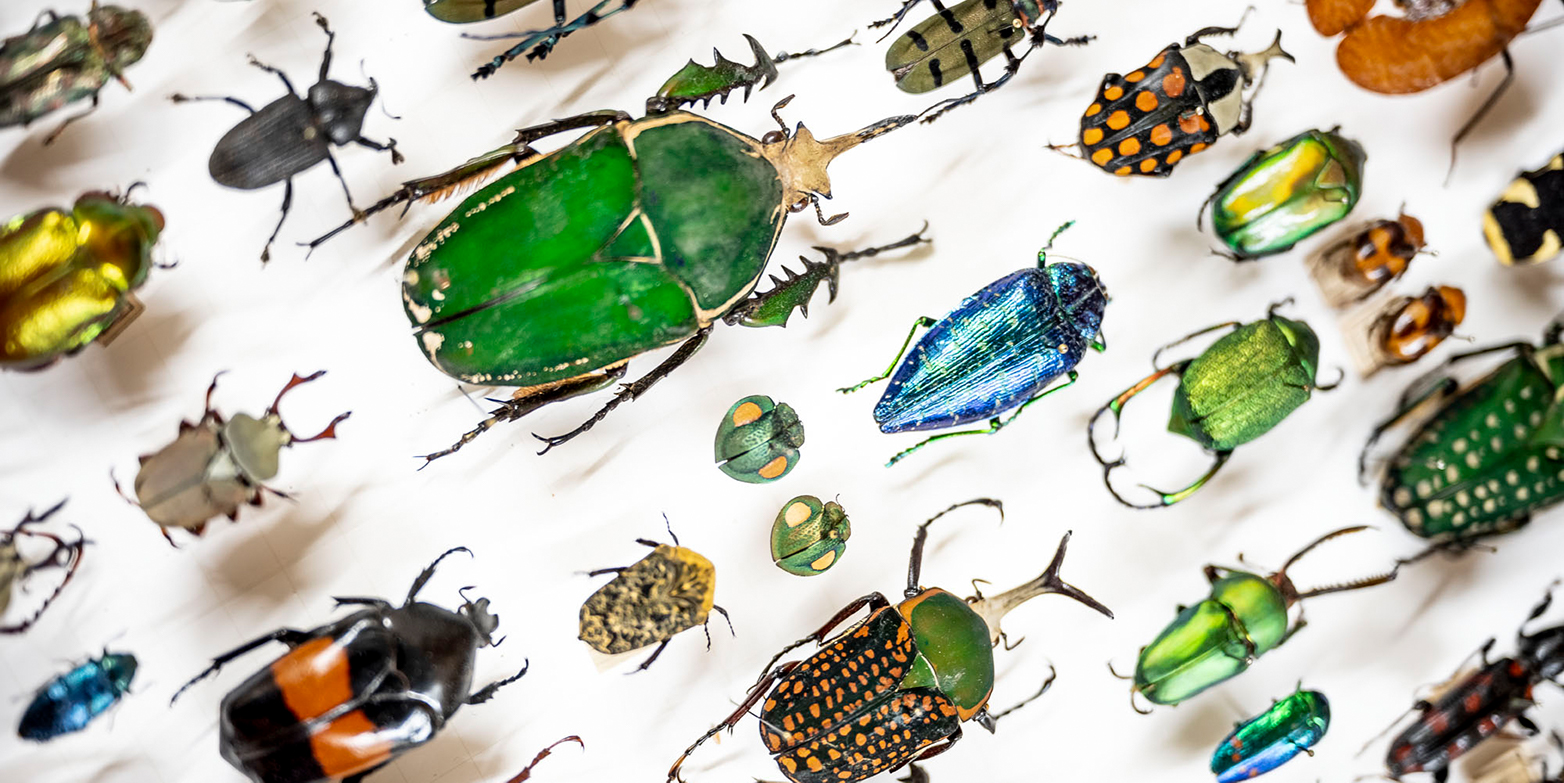Käfer in der Entomologischen Sammlung