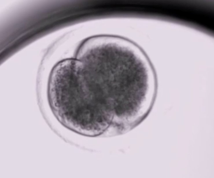Embryo eines Rehs unter dem Mikroskop