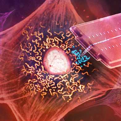 Illustration wie Forschende Mitochondrien (blau) aus einer lebenden Zelle aufsaugen