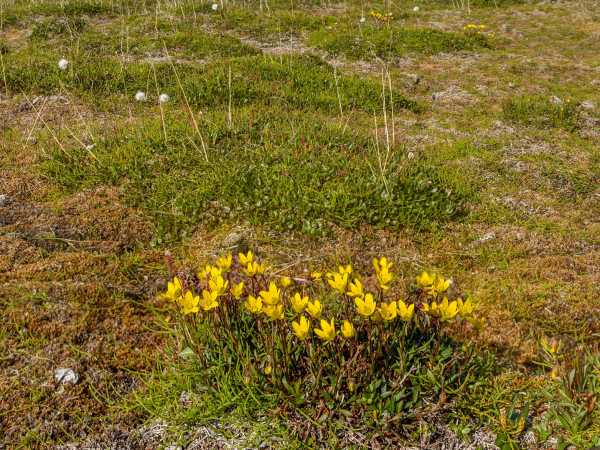 Vergr?sserte Ansicht: Gelbe Blumen in niedriger Tundravegetation