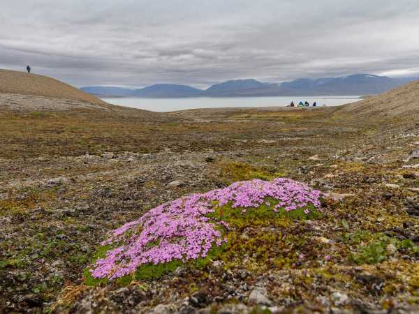Eine rosablhende Polsterpflanze im Vordergrund, Berge und Meer im Hintergrund