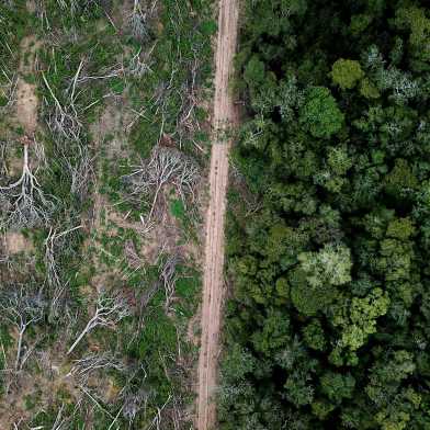 Ein Bild des Amazonas. In der Mitte verläuft ein weg, links wurden die Bäume abgeholzt, rechts nicht. 