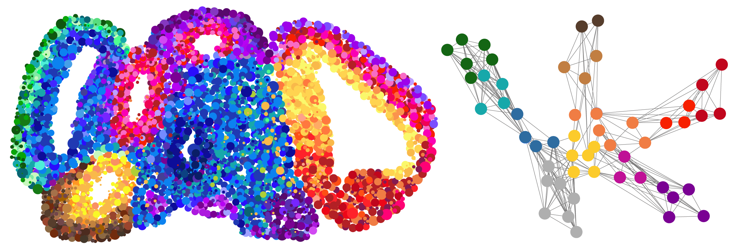 Karte eines Gehirnorganoids: Die Farben der als Kreise dargestellten Zellen deuten unterschiedliche Zelltypen an. Rechts: Regulationsnetzwerk von Transkriptionsfaktor-​Genen, das die Entwicklung eines Gehirnorganoids kontrolliert. 