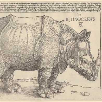 Albrecht Dürer: Rhinocerus, 1515 (Bild: Graphische Sammlung ETH Zürich)