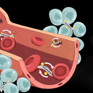 Illustration eines Blutgefässes inkl. Blutkörperchen und den magnetischen Bakterien