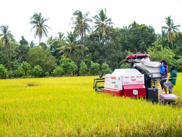 Reisfeld wird mit einer Landwirtschaftsmaschine geerntet