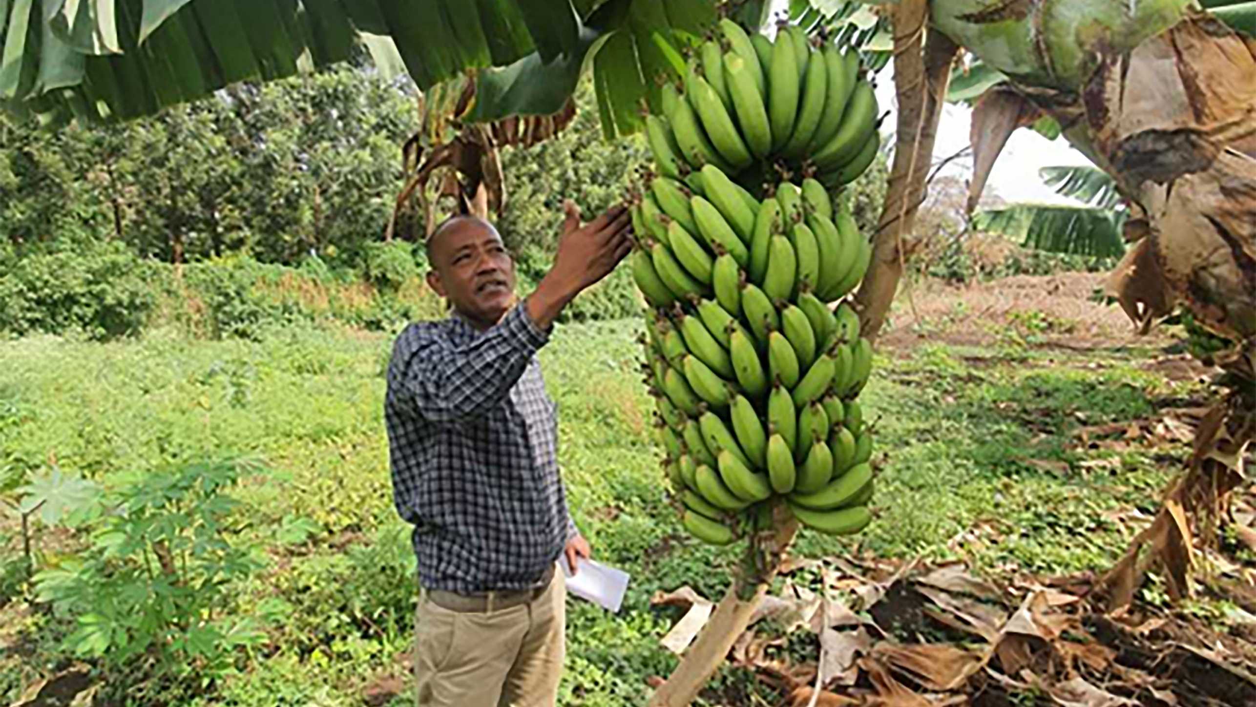 RUNRES-Wissenschaftler Abebe Arba zeigt die steigenden Erträge bei Bananen, die durch den Einsatz von Kompost erzielt wurden. 