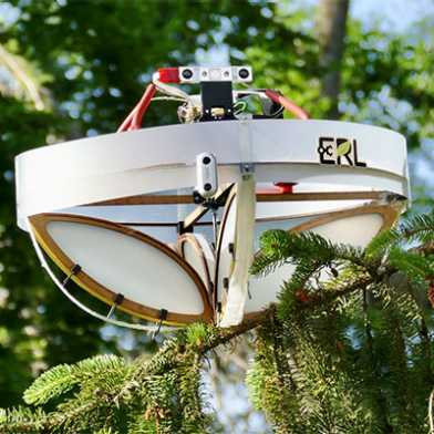 Drohne fliegt durch Tannenwald