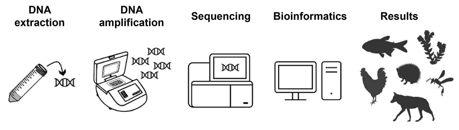 Bildliche Darstellungen für DNA extraction, DNA amplification, sequencing, bioinformatics und results