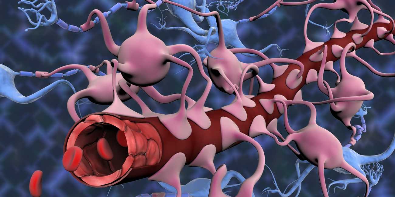 Illustration der Blutgefässe und Nervenzellen in der Blut-Hirn-Schranke