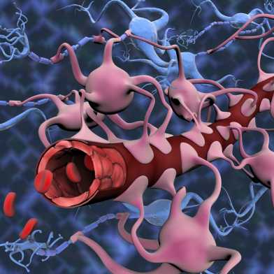 Schematische Darstellung eines Blutgefässes, das umgeben ist von Nervenzellen