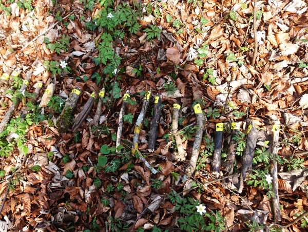 Die unterschiedlichen Totholzstcke mit ihren jeweiligen Markierungen auf dem Waldboden aufgereiht.