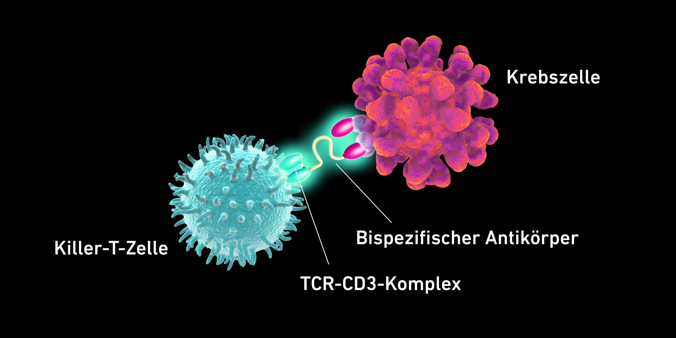 Vergr?sserte Ansicht: Grafik, die den Zusammenhang zwischen der Killer-T-Zelle und der Krebszelle zeigt