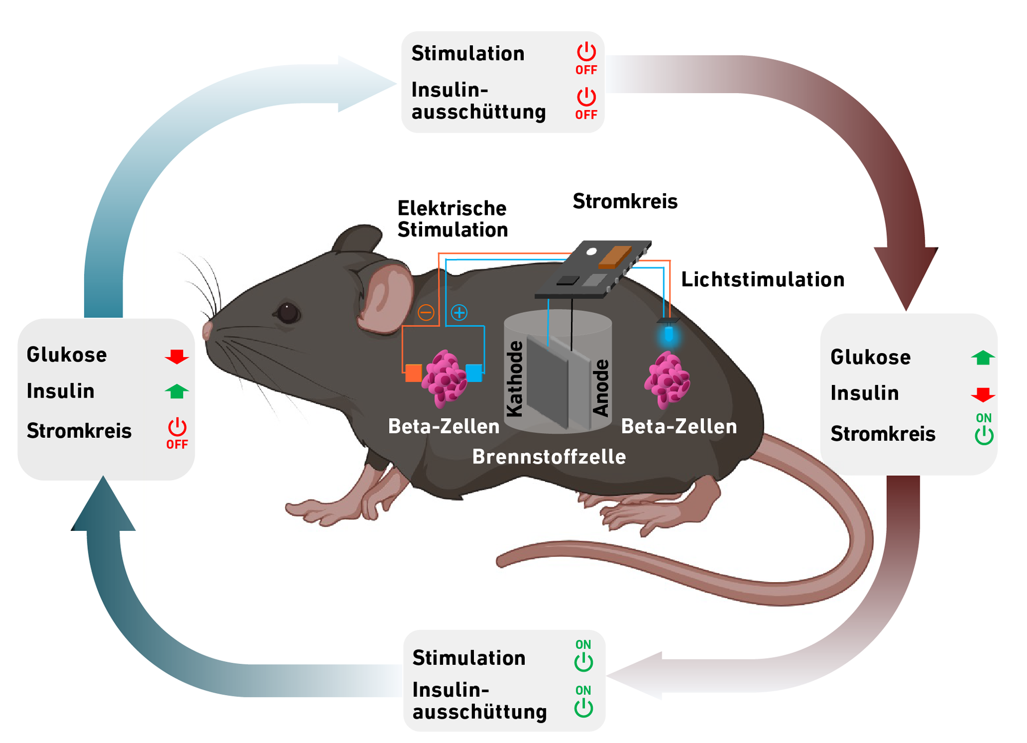 Vergr?sserte Ansicht: Schema. Brennstoffzelle in einer Maus, Betazellen, Stromkreis und zyklischer Ablauf Energiegewinnung und Insulinsenkung dargestellt.