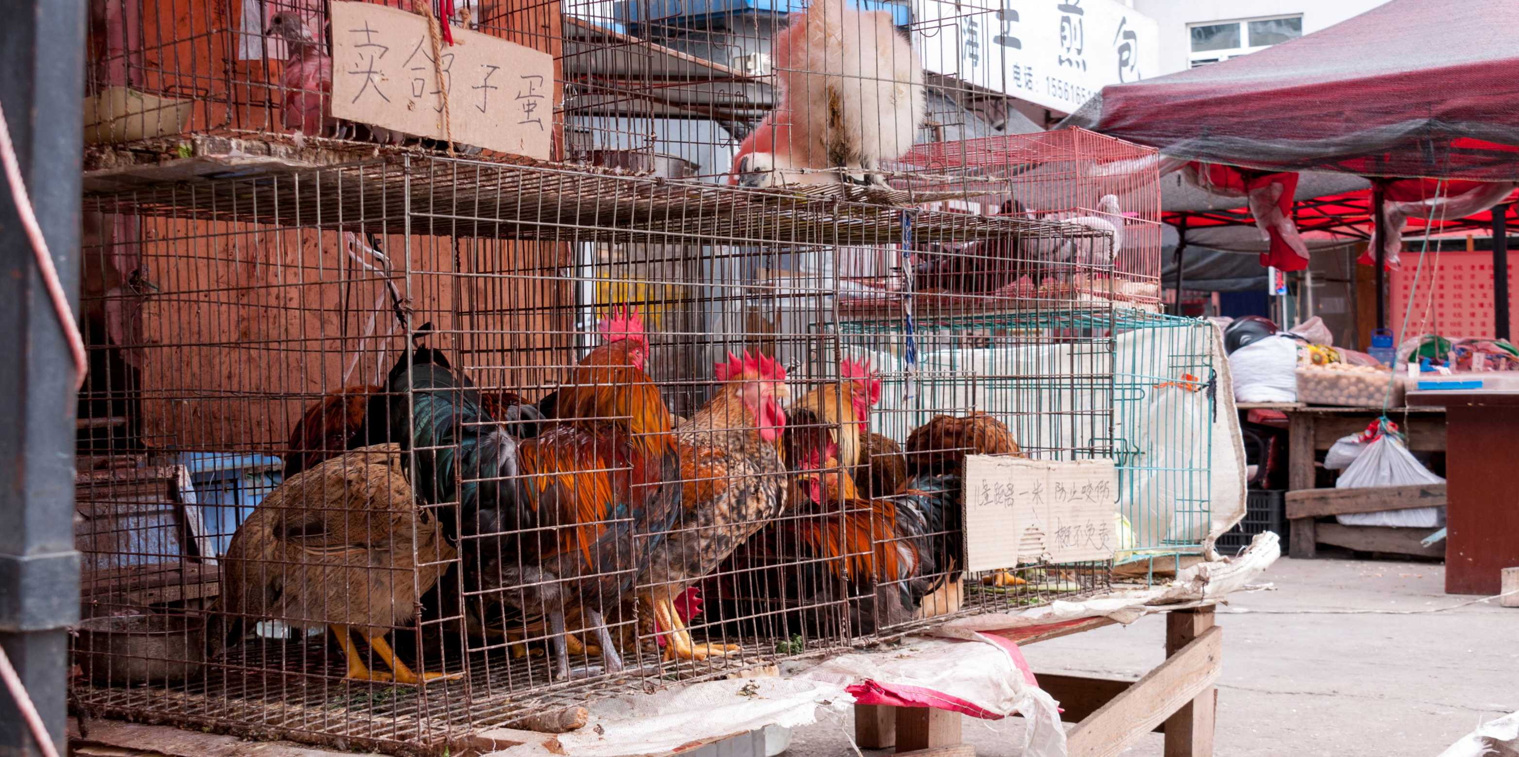 Bild von einem Markt in China, bei dem Hühner eng eingepfärcht ein Käfigen sitzen.