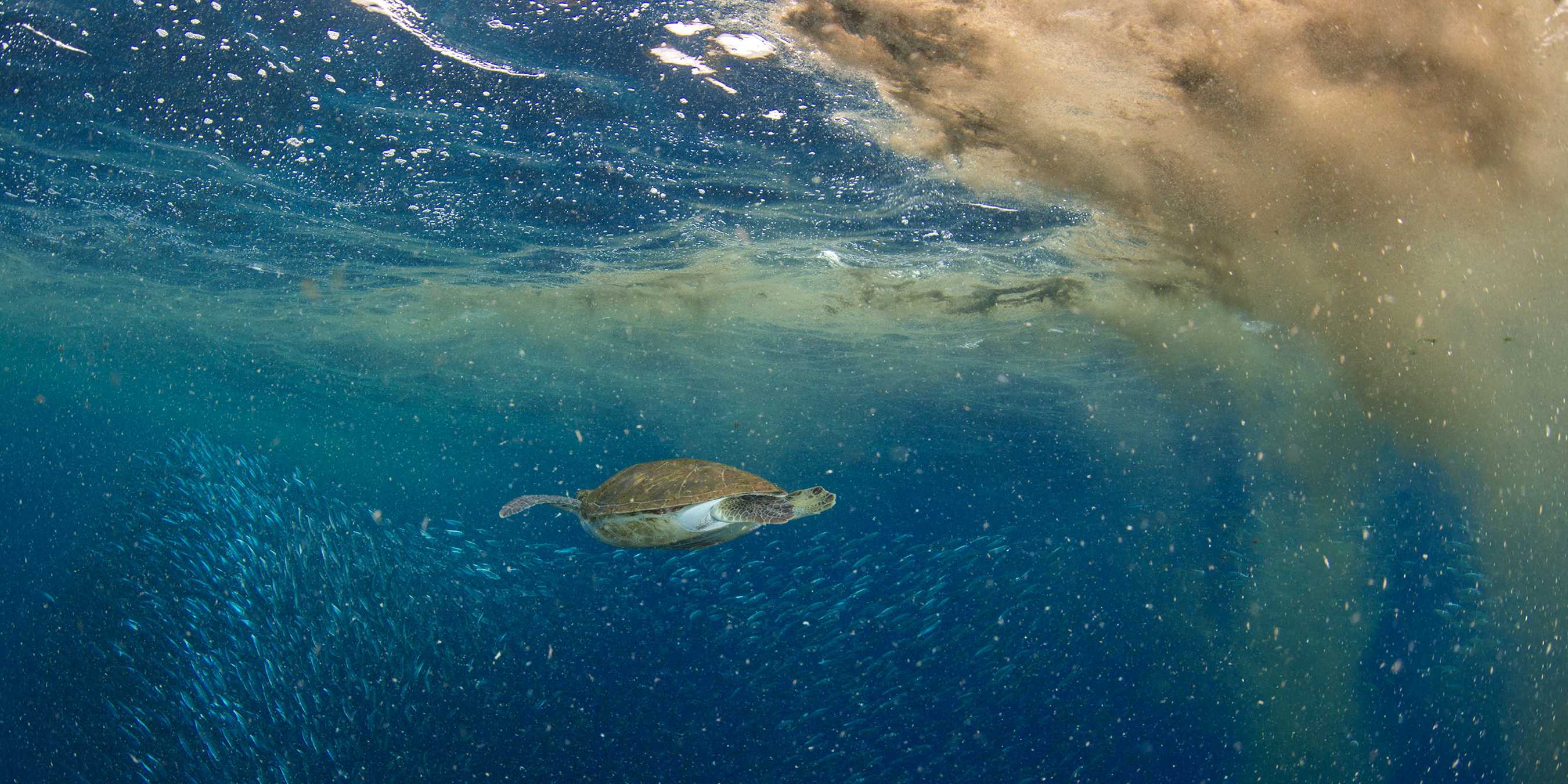 Schildkröte unter Wasser, vor ihr eine Staubwolke.