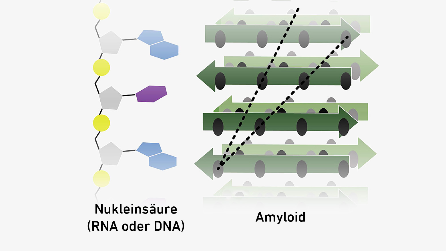 Darstellung Nukleinsäure (links) und Darstellung Amyloid (rechts)