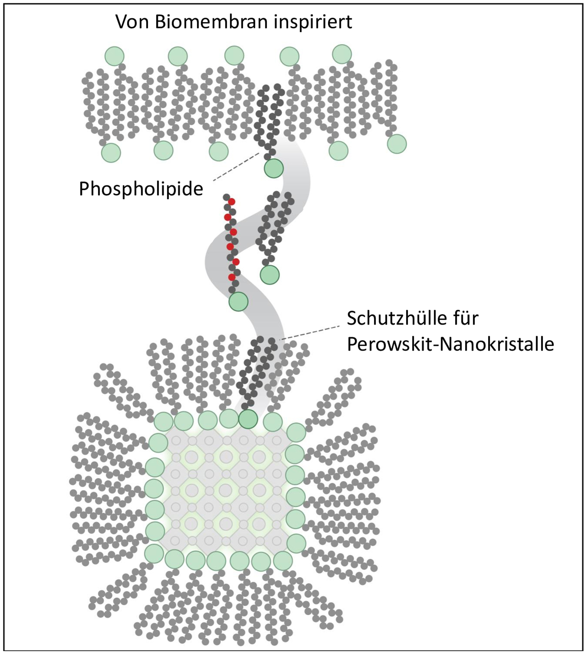 Vergr?sserte Ansicht: Darstellung wie die Phospholipide einen Schutzmantel um die den Nanokristall bilden.