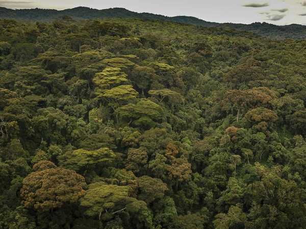 Mountain rainforest of Kahuzi-Biga National