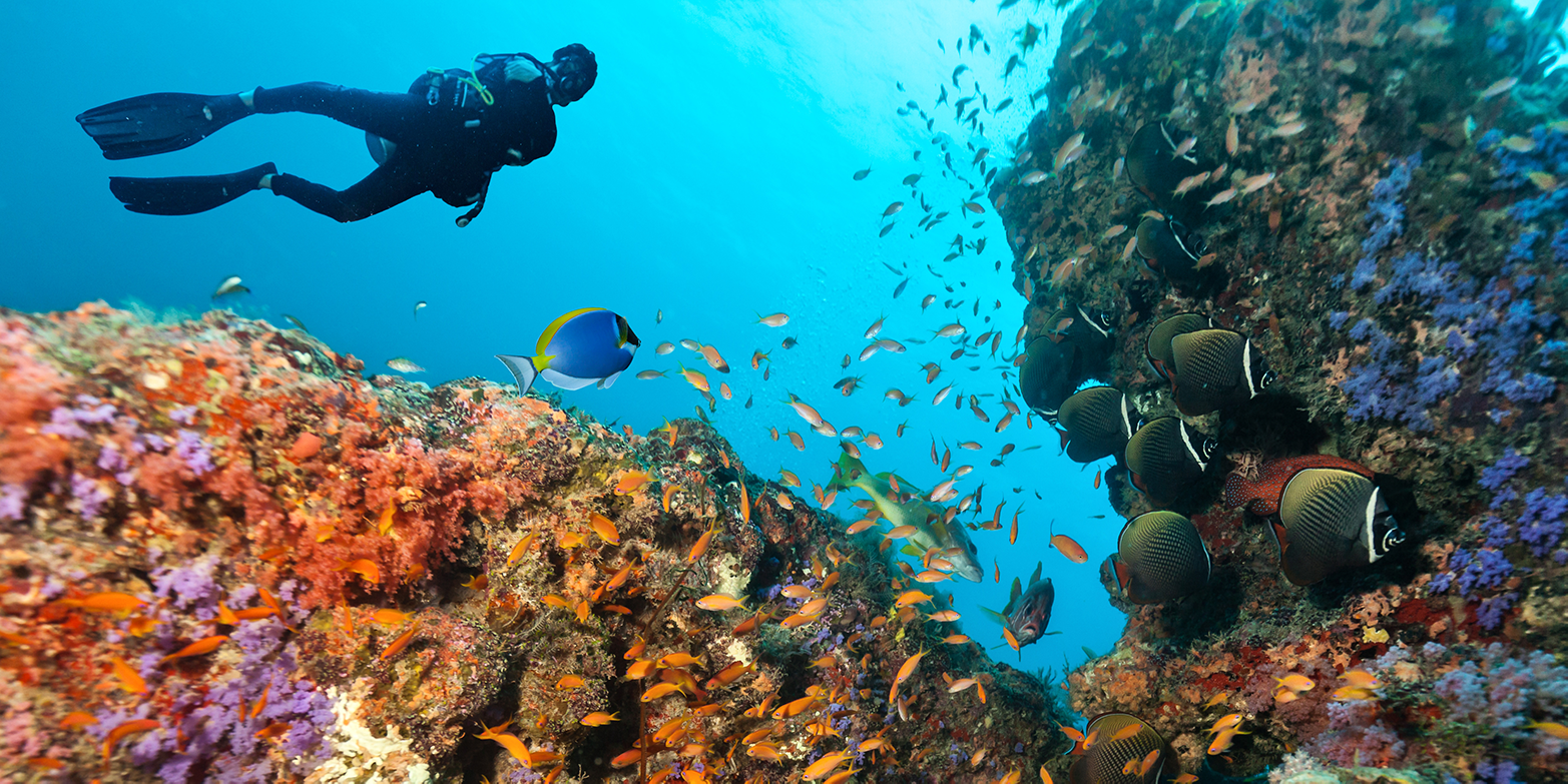 Enlarged view: A diver observes the fish of a reef