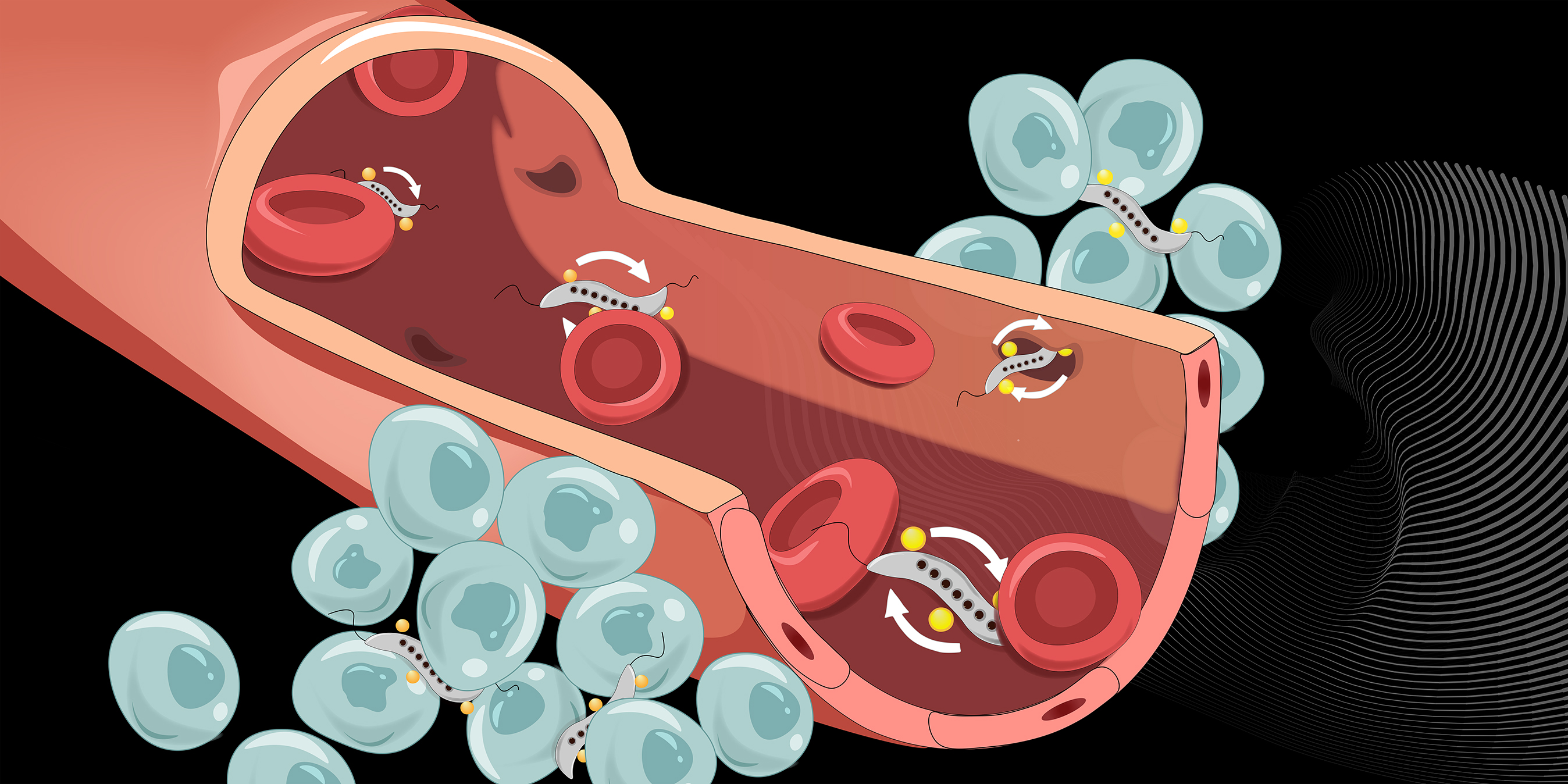 Illustration of a blood vessel as well as the blood cells and the magnetic bacteria