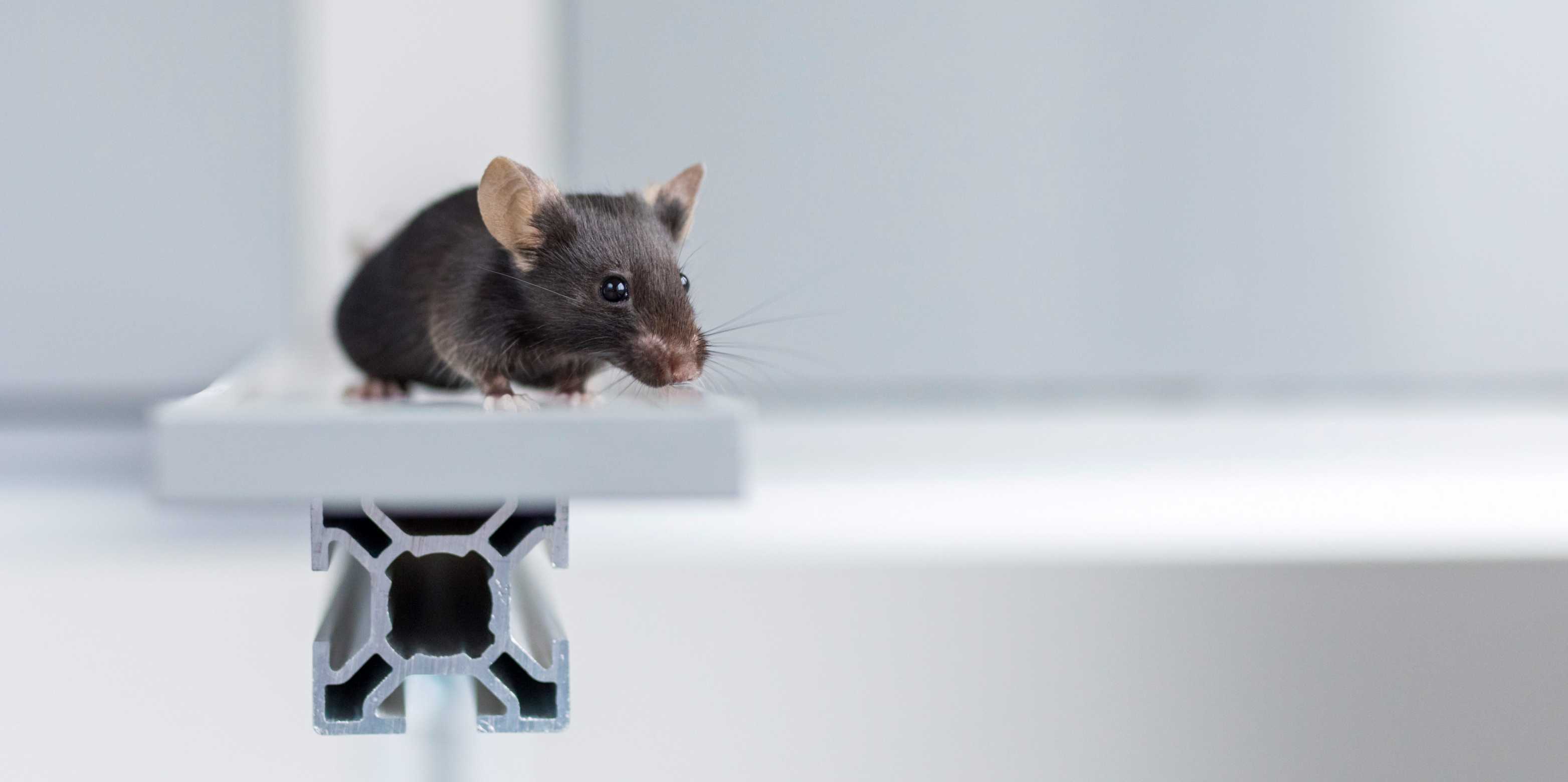 Eine Maus auf einer kleinen Plattform